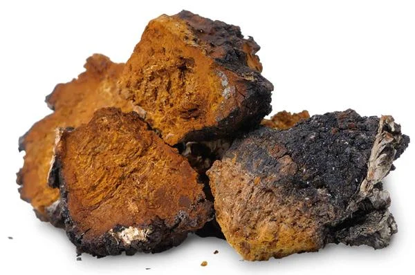 chaga mushroom 2.jpg
